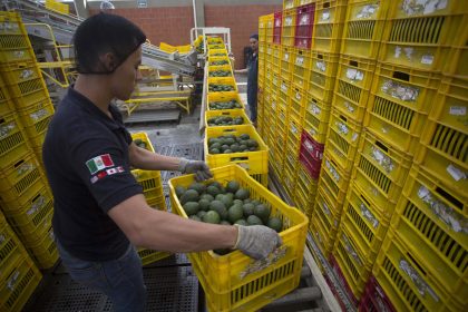 Imagen de archivo de una vista general de un trabajador en una empacadora de aguacate en la ciudad de Uruapan (México). EFE/Luis Enrique Granados