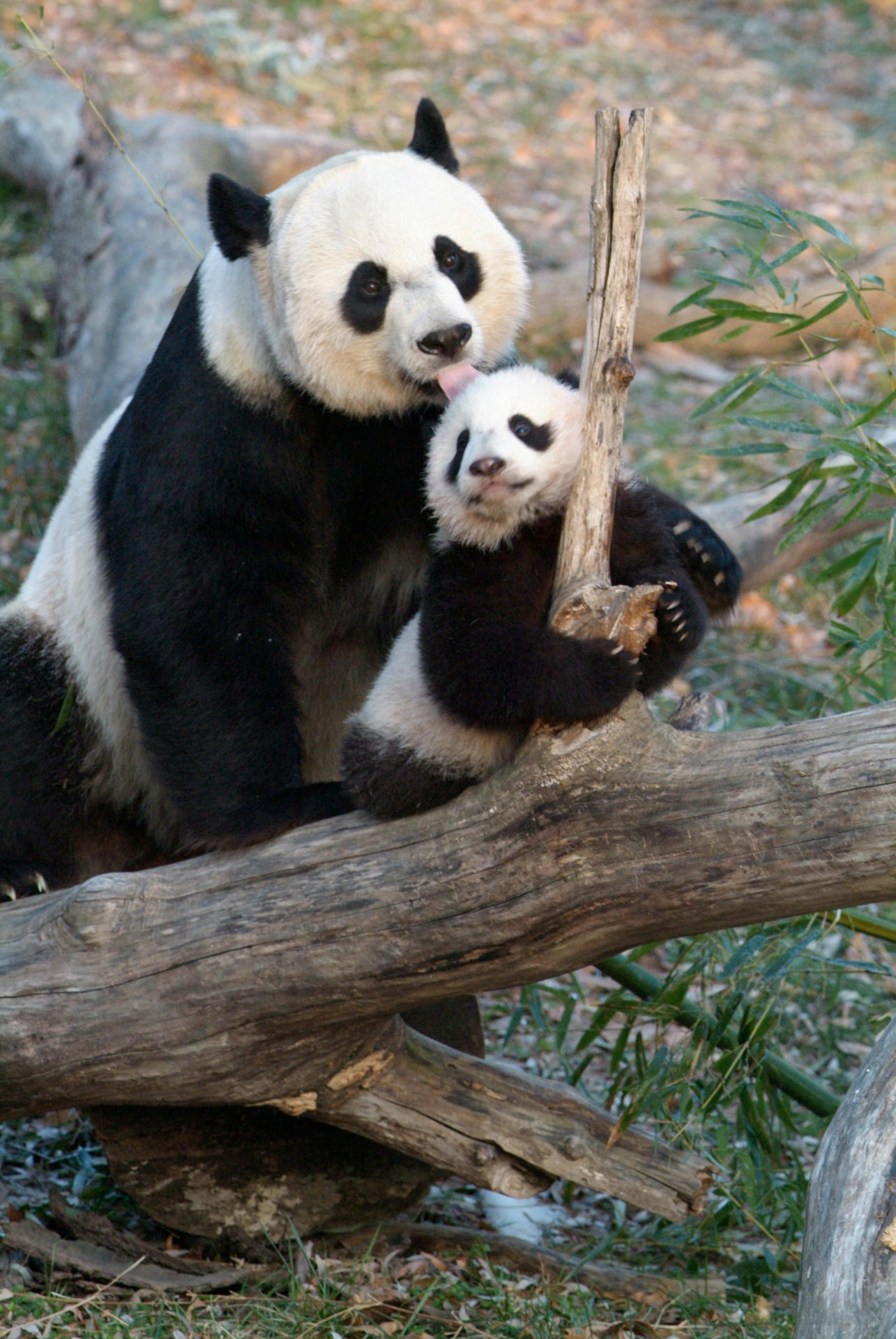 Fotografía cedida por el Zoológico nacional Smithsoniano donde se observan a las dos nuevos pandas gigantes Bao Li y Qing Bao. EFE/ Zoológico Nacional Smithsoniano/ SOLO USO EDITORIAL/SOLO DISPONIBLE PARA ILUSTRAR LA NOTICIA QUE ACOMPAÑA (CRÉDITO OBLIGATORIO)
