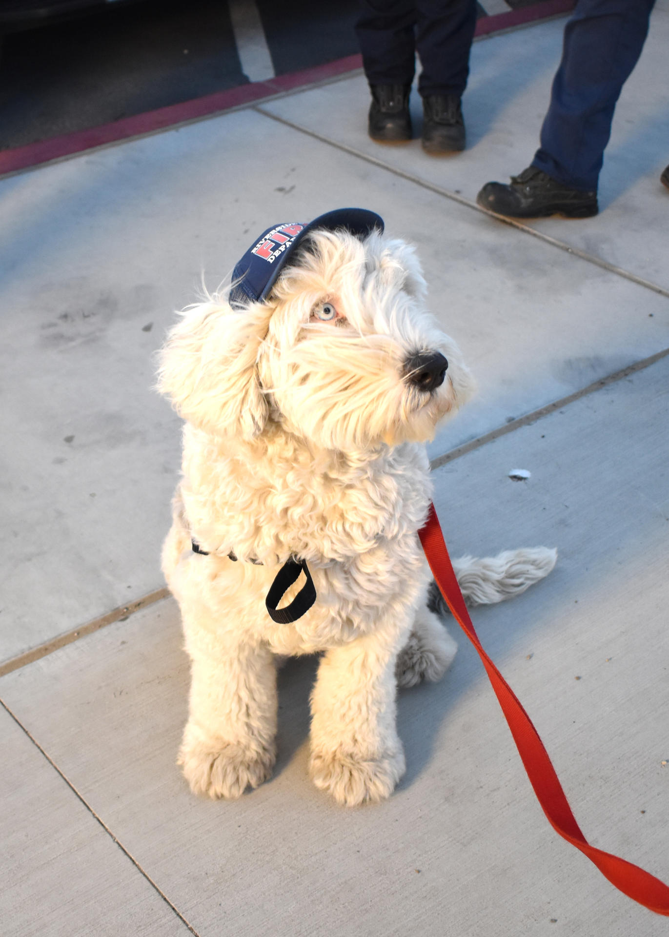 Fotografía de la perra Sheepadoodle Ember, este lunes en el Puesto de Comando de Incidentes (ICP), en Zuma Beach, Malibú (Estados Unidos). EFE/ Mónica Rubalcava
