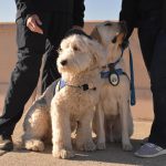 Fotografía del perro golden retriever Brisket (d) y la perra Sheepadoodle Ember, este lunes en el Puesto de Comando de Incidentes (ICP), en Zuma Beach, Malibú (Estados Unidos). EFE/ Mónica Rubalcava