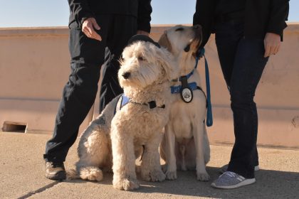 Fotografía del perro golden retriever Brisket (d) y la perra Sheepadoodle Ember, este lunes en el Puesto de Comando de Incidentes (ICP), en Zuma Beach, Malibú (Estados Unidos). EFE/ Mónica Rubalcava