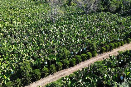 Fotografía aérea de un cultivo de plátano este martes, en la ciudad de Tapachula (México). EFE/ Juan Manuel Blanco