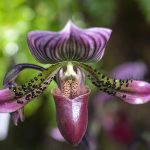 Fotografía de archivo de una orquídea en el Jardín Botánico del Bronx en Nueva York (EEUU). EFE/Ángel Colmenares