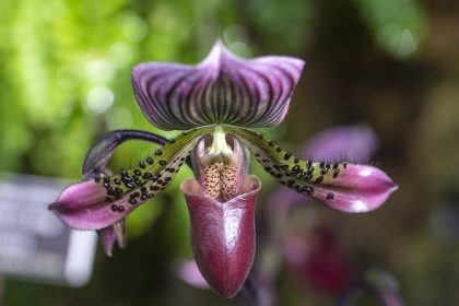 Fotografía de archivo de una orquídea en el Jardín Botánico del Bronx en Nueva York (EEUU). EFE/Ángel Colmenares