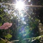 Rahman desapareció el pasado domingo tras alejarse de un grupo de personas que paseaba por una de las veredas de El Yunque, el área con la mayor cobertura forestal contigua en Puerto Rico, pues se extiende por al menos seis municipios del noreste y este de la isla. Archivo. EFE/Thais Llorca