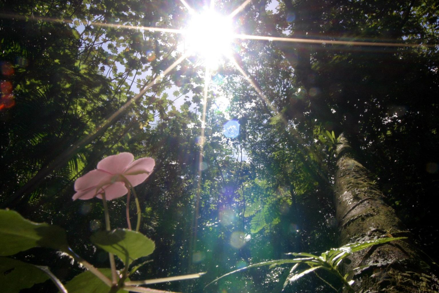 Rahman desapareció el pasado domingo tras alejarse de un grupo de personas que paseaba por una de las veredas de El Yunque, el área con la mayor cobertura forestal contigua en Puerto Rico, pues se extiende por al menos seis municipios del noreste y este de la isla. Archivo. EFE/Thais Llorca