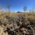 Fotografía donde se observa rastros de la sequía en un rancho este sábado, en el municipio de Samalayuca, en el estado de Chihuahua (México). EFE/ Luis Torres