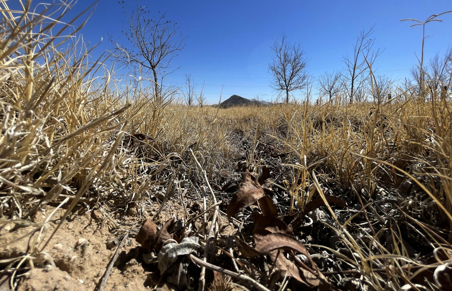 Fotografía donde se observa rastros de la sequía en un rancho este sábado, en el municipio de Samalayuca, en el estado de Chihuahua (México). EFE/ Luis Torres